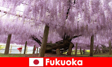 Voyages nature pour étrangers dans la nature intacte de Fukuoka Japon