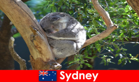 Destination Sydney Australie dans le zoo exotique avec une expérience d'une nuit