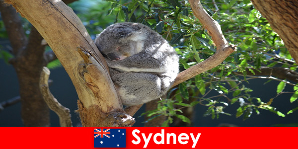 Destination Sydney Australie dans le zoo exotique avec une expérience d'une nuit