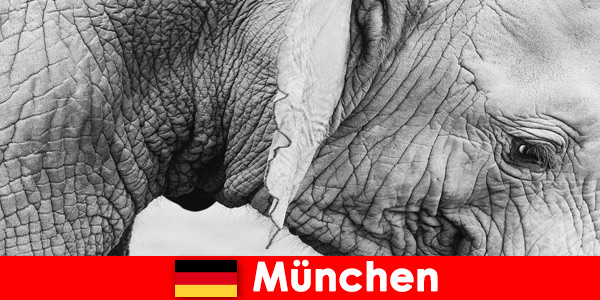 Voyage spécial pour les visiteurs du zoo le plus original d'Allemagne, Munich