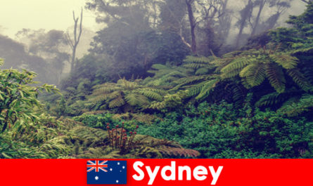 Voyage d'exploration à Sydney Australie dans le monde impressionnant des parcs nationaux