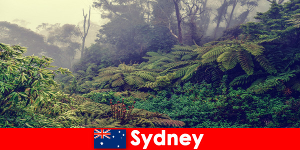 Voyage d'exploration à Sydney Australie dans le monde impressionnant des parcs nationaux
