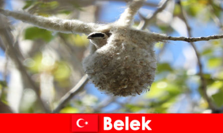 Les touristes de la nature découvrent le monde des arbres et des oiseaux à Belek en Turquie