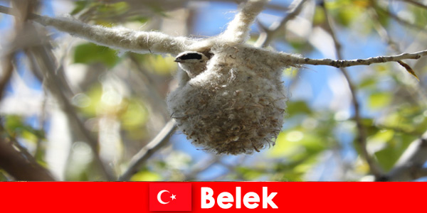 Les touristes de la nature découvrent le monde des arbres et des oiseaux à Belek en Turquie