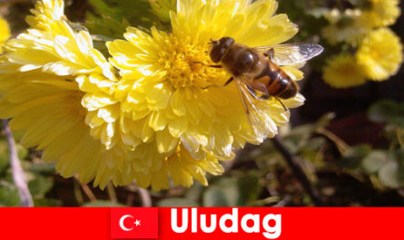 Découvrez la belle faune et la flore d'Uludag Turquie