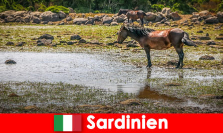 Découvrez les animaux sauvages et la nature de près en tant qu'étranger en Sardaigne Italie