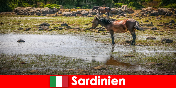 Découvrez les animaux sauvages et la nature de près en tant qu'étranger en Sardaigne Italie