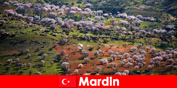 Découvrez la nature intacte et de nombreux animaux indigènes en plein air à Mardin en Turquie