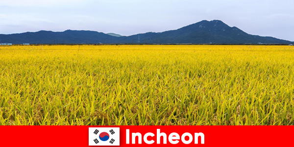 Incheon Corée du Sud Vacances nature pour les amoureux entre faune et flore