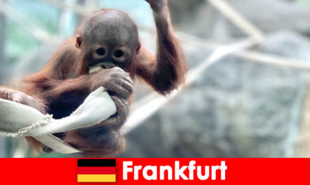 Sortie en famille à Francfort dans le deuxième plus ancien zoo d'Allemagne