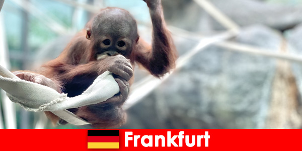 Sortie en famille à Francfort dans le deuxième plus ancien zoo d’Allemagne