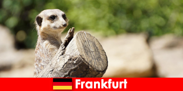 Biodiversité et nombreux programmes pour les familles au zoo de Francfort en Allemagne